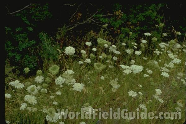 Habitat<br>(Location of Picture: Rebecca Lake, Washington)