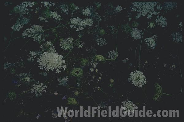 Flowers<br>(Location of Picture: Round Lake, Illinois, USA)