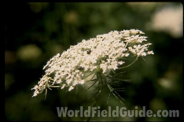 Umbel<br>(Location of Picture: Round Lake, Illinois, USA)