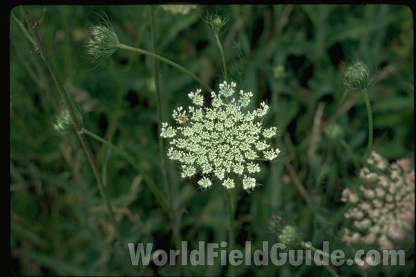 Umbel<br>(Location of Picture: Rebecca Lake, Washington, USA)<br>(Location of Picture: Round Lake, Illinois, USA)