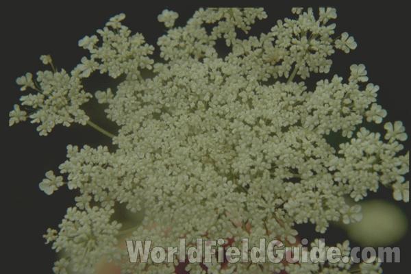 Flowers<br>(Location of Picture: Rebecca Lake, Washington, USA)