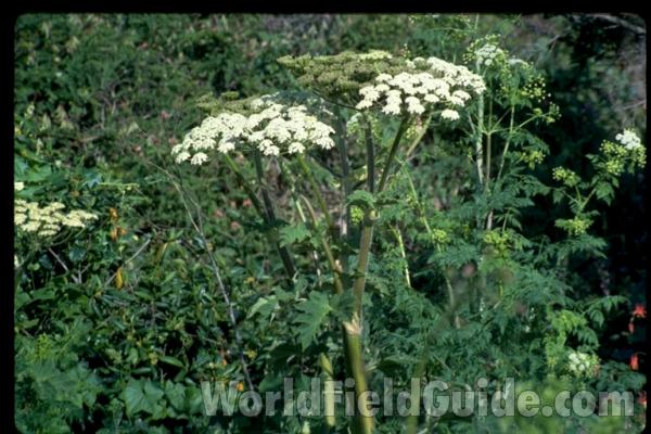 Top Of Plant<br>(Location of Picture: California, USA)