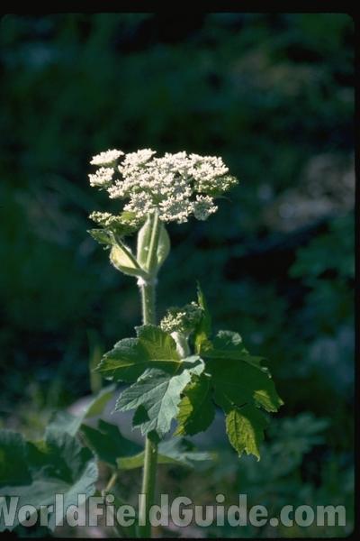 Top Of Plant<br>(Location of Picture: British Colombia, Canada)