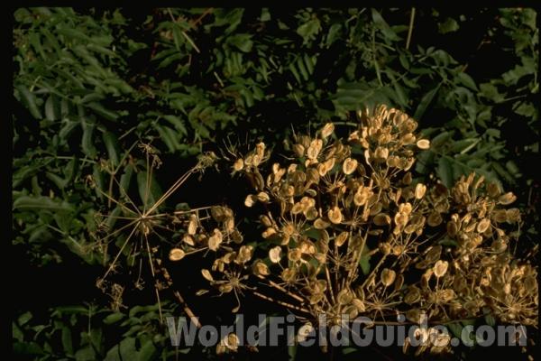 Top Of Plant<br>(Location of Picture: British Colombia, Canada)<br>(Location of Picture: Neville Ridge, Washington, USA)