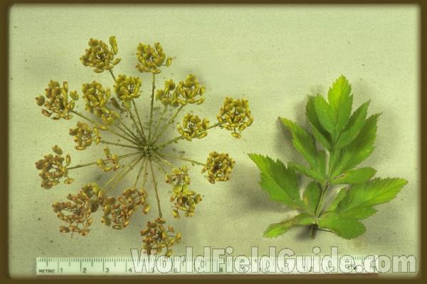Umbel and Leaves<br>(Origin of the Specimen: Russell, Il, USA)