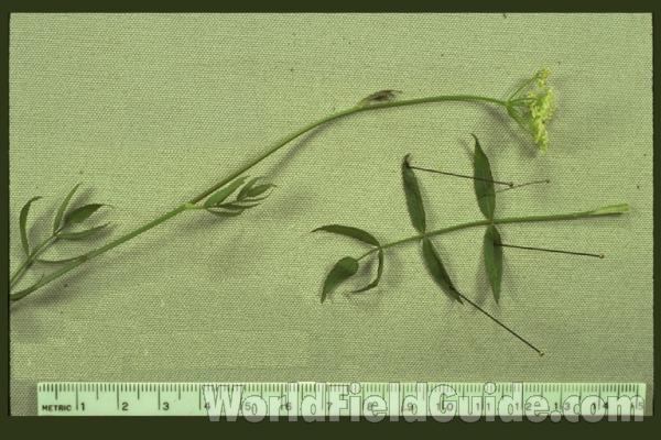 Top Of Plant<br>(Origin of the Specimen: Lake Co Il, USA)