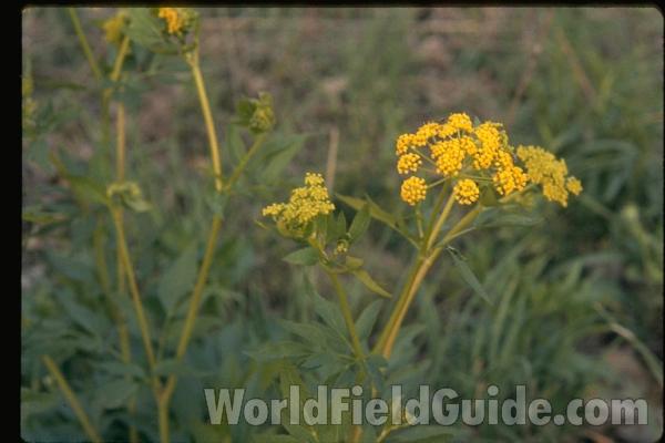 Flower Umbel<br>(Location of Picture: Missouri, USA)