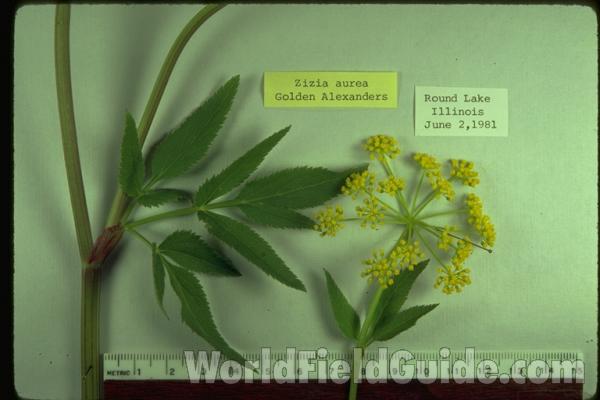 Flower Umbel, Leaves, and Stem<br>(Origin of the Specimen: Round Lake, Il, USA)