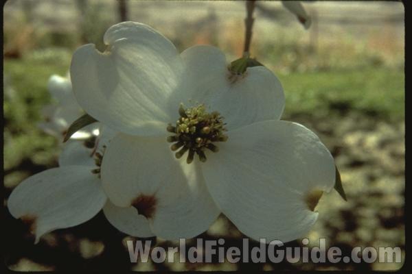 Flower Close View<br>(Location of Picture: Atlanta Botanic Garden, Ga, USA)