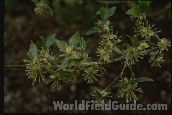 Flowers and Leaves<br>(Location of Picture: Glencoe Botanic Gardens, Il, USA)