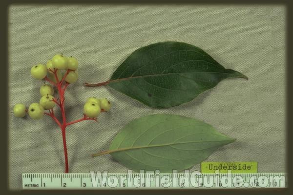 Fruit and Leaves<br>(Origin of the Specimen: Round Lake, Il, USA)