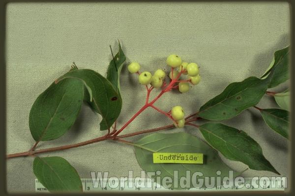 Branch<br>(Origin of the Specimen: Round Lake, Il, USA)