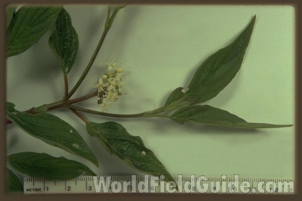 Flower and Leaves<br>(Origin of the Specimen: Round Lake, Il, USA)