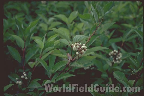 Fruits<br>(Origin of the Specimen: Round Lake, Il, USA)