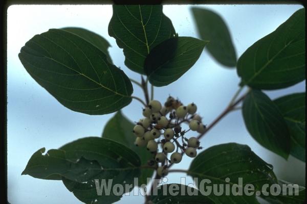 Fruit<br>(Location of Picture: Conconully, Washington, USA)