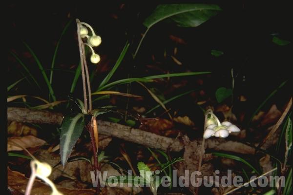Habitat<br>(Location of Picture: Tennessee, USA)