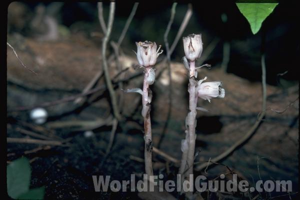 Top Of Plants<br>(Location of Picture: Kettle Morraine, Wi, USA)