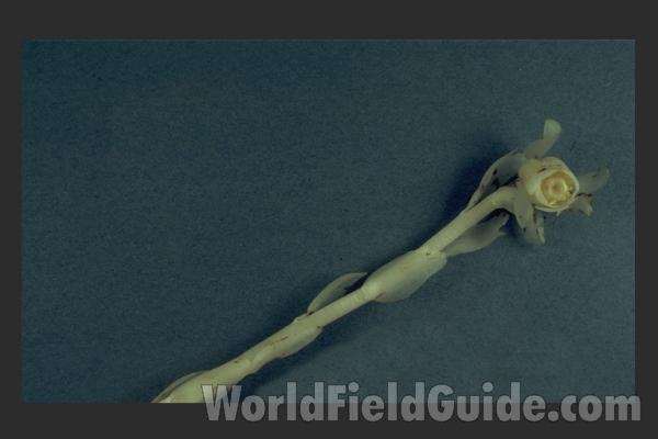 Mounted Flower<br>(Origin of the Specimen: Round Lake, Il, USA)