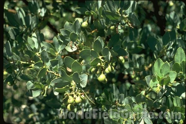 Fruits<br>(Location of Picture: Southern California, USA)