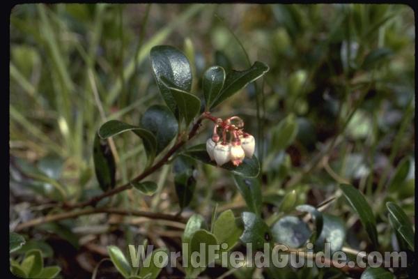 Flowers and Leaves<br>(Location of Picture: Washington, USA)