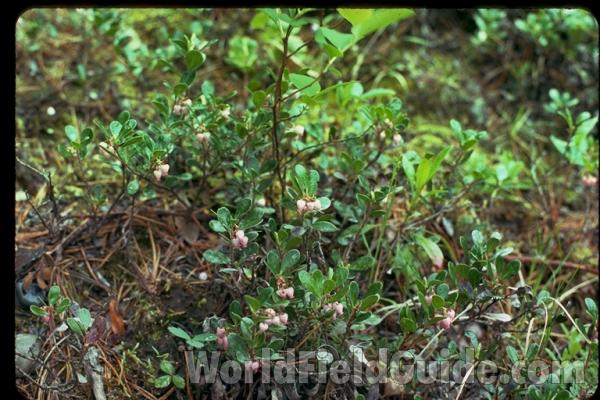 Top Of Plant in  Bloom<br>(Location of Picture: Mt Spokane, Washington, USA)