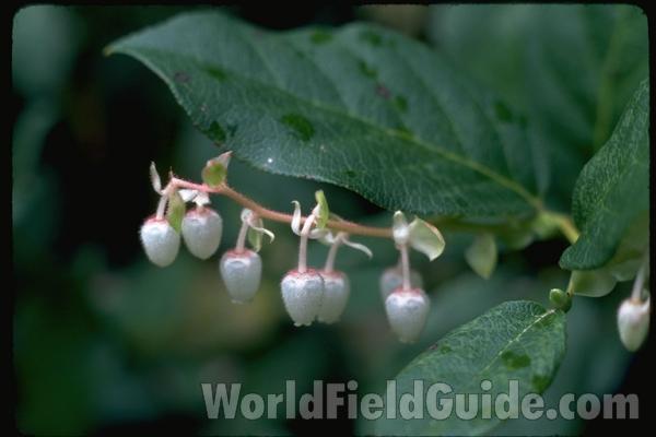 Flowers<br>(Location of Picture: Washington, USA)