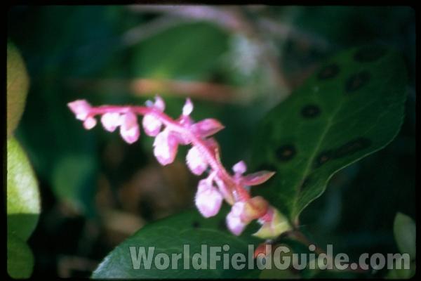 Flowers<br>(Location of Picture: Washington, USA)