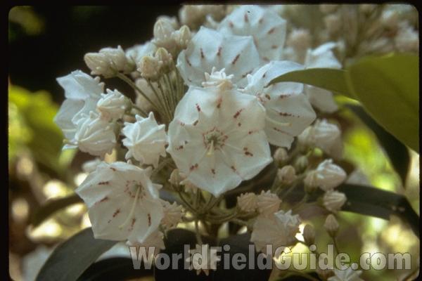 Flowers<br>(Location of Picture: Atlanta Botanic Garden, Ga, USA)