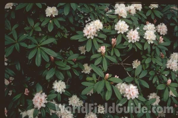 Garden View Flowers and Leaves<br>(Location of Picture: Vancouver, Bc, Canada)