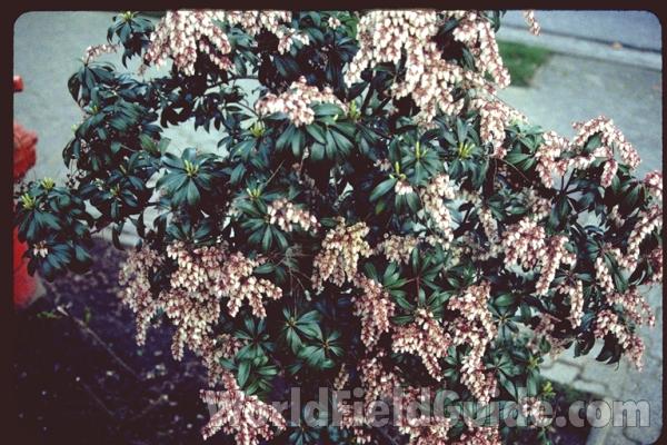 Top Of Plant in  Bloom