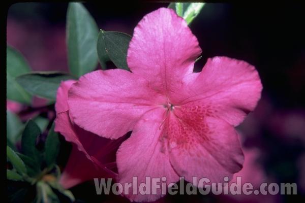 Pink Flowers<br>(Location of Picture: Garfield Conservatory, Il, USA)
