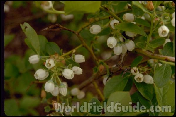 Flowers<br>(Location of Picture: South Carolina, USA)