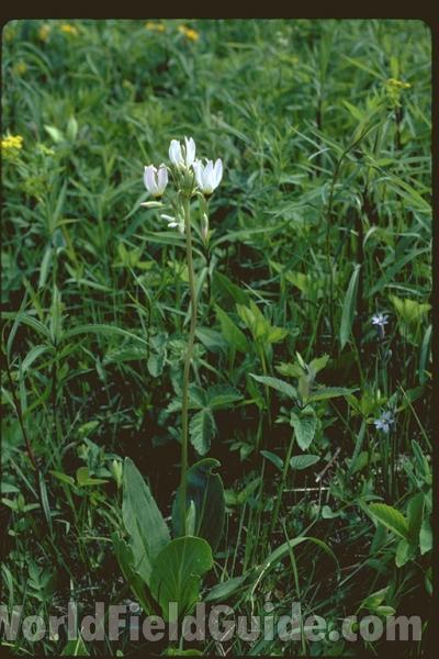 Habitat