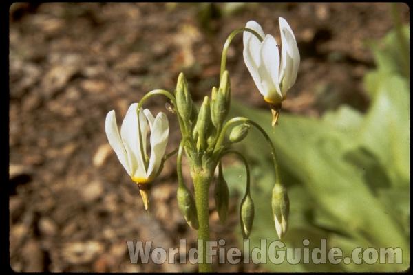 Top Of Plant With Flowers<br>(Location of Picture: Atlanta Botanic Garden, Ga, USA)