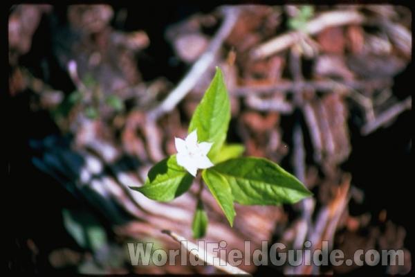 Flowers and Leaves<br>(Location of Picture: Oregon, USA)