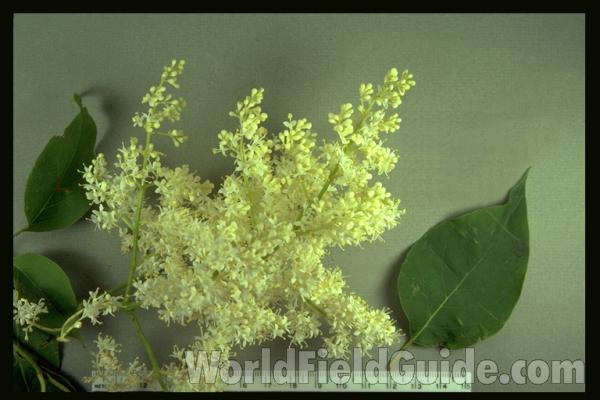 Mounted Leaf and Flowers<br>(Origin of the Specimen: Round Lake, Il, USA)