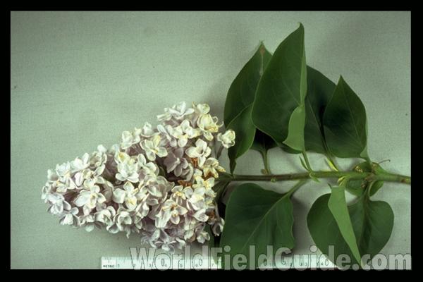 Mounted Leaves and Flowers
