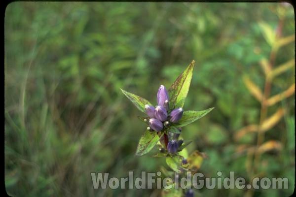Top of Plant in  Habitat<br>(Location of Picture: Round Lake, Illinois, USA)