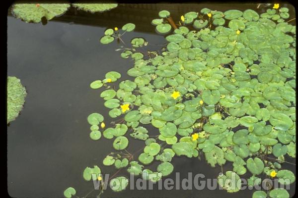Silhouette<br>(Location of Picture: St Louis Botanic Garden, Mo, USA)