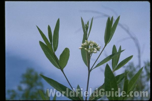 Flowers and Leaves<br>(Location of Picture: Northern Illinois)