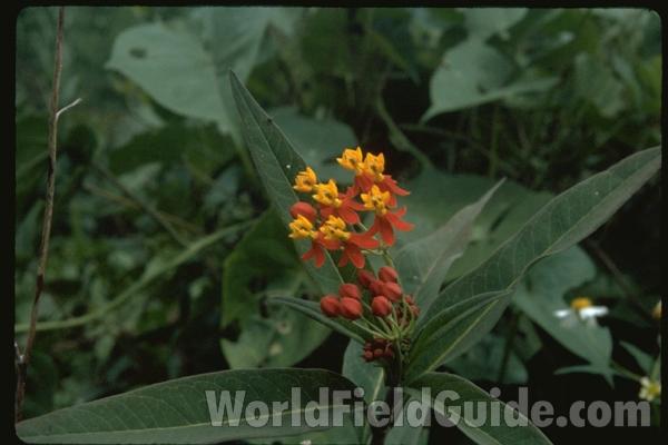 Flowers<br>(Location of Picture: Garden, Florida, USA)