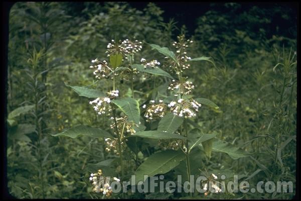 Top Of Plant