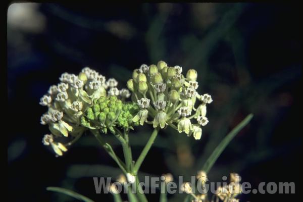 Flowers<br>(Location of Picture: Southern California, USA)