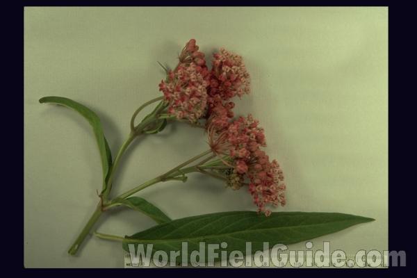 Mounted Flowers and Leaf