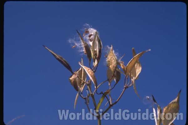 Seeds and Open Pods<br>(Location of Picture: Illinois, USA)