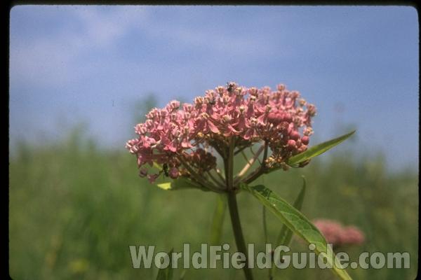 Flower Head<br>(Location of Picture: Wadsworth, Illinois, USA)
