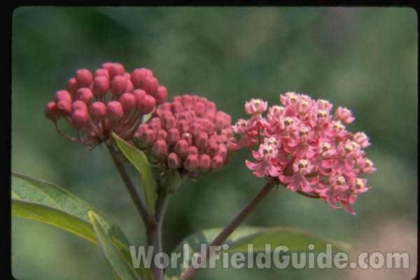 Flowers<br>(Location of Picture: Round Lake, Illinois, USA)