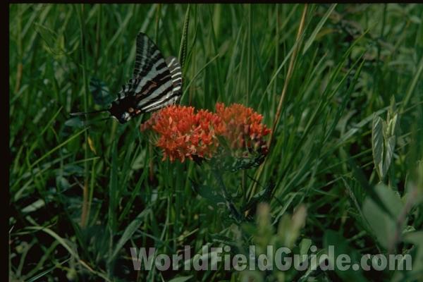 Flower and Butterfly