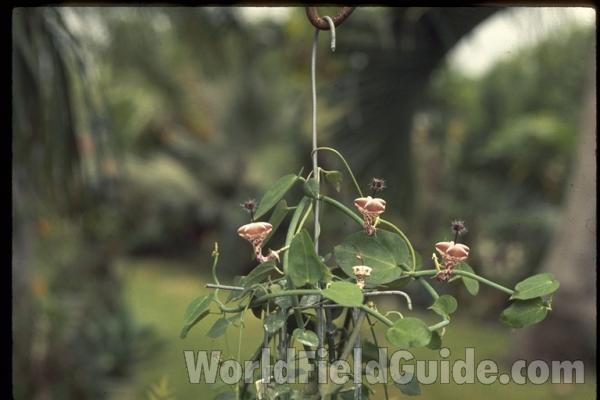 Potted Plant With Flowers