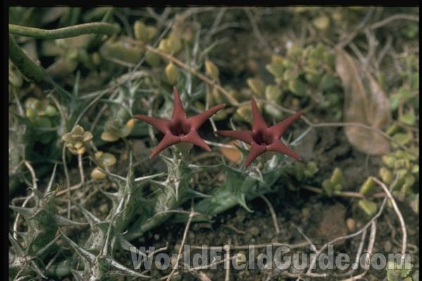 Top Of Plant With Flowers